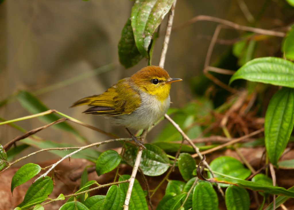 CAA13F5F-43A5-4C09-BF4B-594693044678_1_105_c